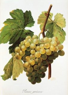 Ampelograhie. grape variety science. oenology. viticulture. grape. grapevine. Panse Precoce grape.