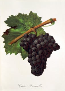 Ampelograhie. grape variety science. oenology. viticulture. grape. vine. Tinto Amarella grape.