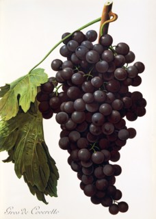 Ampelograhie. grape variety science. oenology. viticulture. grape. vine. Gros de Coveretto grape.