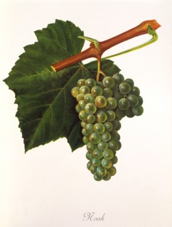 Ampelograhie. grape variety science. oenology. viticulture. grape. vine. Noah grape. digitally