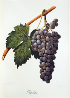 Ampelograhie. grape variety science. oenology. viticulture. grape. vine. Nocera grape. digitally