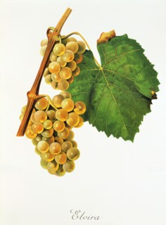 Ampelograhie. grape variety science. oenology. viticulture. grape. grapevine. Elvira grape.