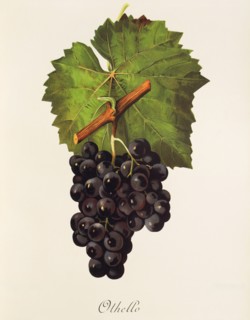 Ampelograhie. grape variety science. oenology. viticulture. grape. vine. Othello grape. digitally