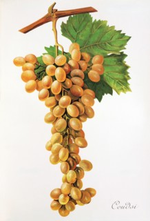 Ampelograhie. grape variety science. oenology. viticulture. grape. vine. Coudsi grape. digitally