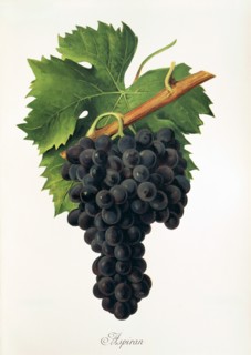 Ampelograhie. grape variety science. oenology. viticulture. grape. grapevine. Inzolia grapem also
