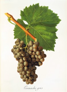 Ampeography. grape variety science. oenology. viticulture. grape. vine. Grenache Gris grape.