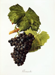 Ampelograhie. Grape variety science. Oenology. Viticulture. Grape. Grapevine. Grenache. also called