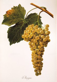 Ampeography. grape variety science. oenology. viticulture. grape. vine. Amigne is a white wine