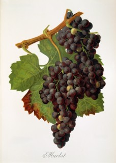 Ampelograhie. grape variety science. oenology. viticulture. grape. vine. Merlot grape. from France