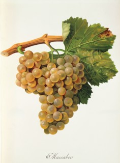 Ampelograhie. grape variety science. oenology. viticulture. grape. vine. Viura or Macabeo or