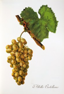 Ampelograhie. grape variety science. oenology. viticulture. grape. vine. Albillo Castellano grape.