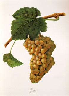 Ampelograhie. grape variety science. oenology. viticulture. grape. vine. Jaen grape. digitally