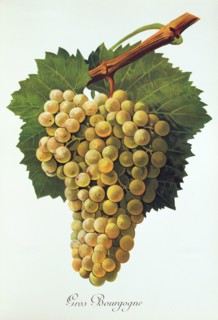 Ampelograhie. grape variety science. oenology. viticulture. grape. vine. Gros Bourgogne grape.