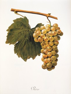 Ampelograhie. grape variety science. oenology. viticulture. grape. vine. Reze grape. digitally
