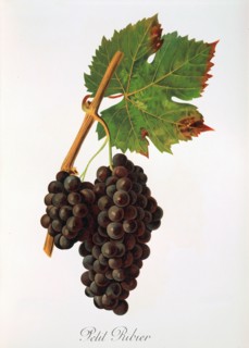 Ampelograhie. grape variety science. oenology. viticulture. grape. vine. Petit Ribier grape.