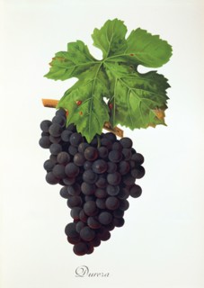 Ampelograhie. grape variety science. oenology. viticulture. grape. grapevine. Dureza grape.