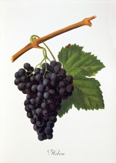 Ampelograhie. grape variety science. oenology. viticulture. grape. grapevine. Hibou grape.