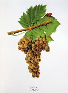 Ampelograhie. grape variety science. oenology. viticulture. grape. grapevine. Hans grape. digitally