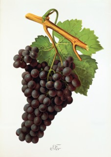 Ampelograhie. grape variety science. oenology. viticulture. grape. vine. Fer grape. digitally