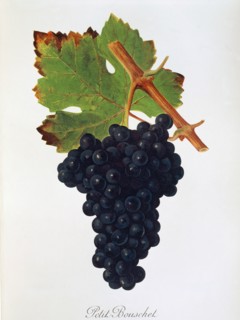 Ampelograhie. grape variety science. oenology. viticulture. grape. vine. Petit Bouschet grape.