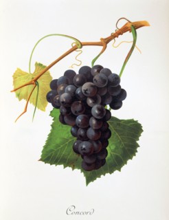 Ampelograhie. grape variety science. oenology. viticulture. grape. vine. Concord grape. digitally