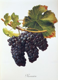 Ampelograhie. grape variety science. oenology. viticulture. grape. vine. Mevoeira grape. digitally