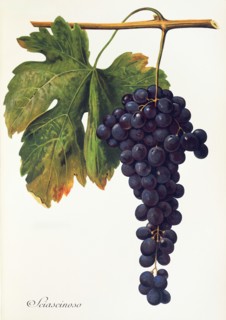 Ampelograhie. grape variety science. oenology. viticulture. grape. vine. Sciascinoso grape.