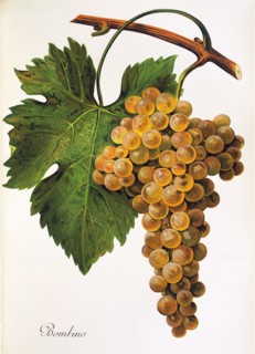 Ampelograhie. grape variety science. oenology. viticulture. grape. grapevine. Bombino grape.