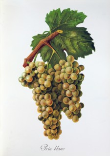 Ampelograhie. grape variety science. oenology. viticulture. grape. vine. Prin Blanc grape.