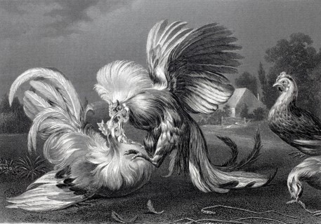Cockfight.