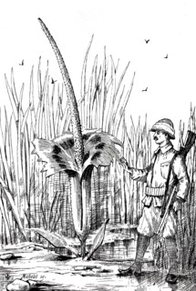 Flowering titan arum. Amorphophallus titanum. on Sumatra. with a hunter next to it. around 1880.