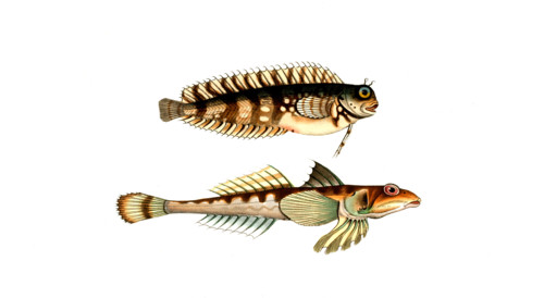 Fish