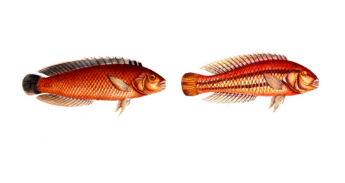 Fish