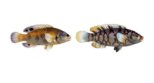 Fish