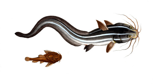 Fish