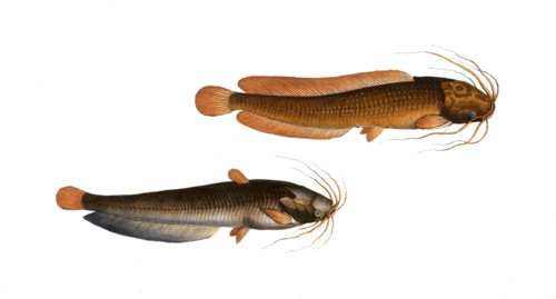 Fish