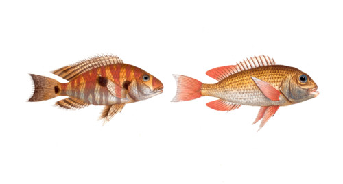 Fish