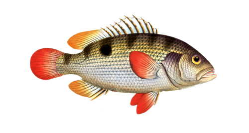 Fish
