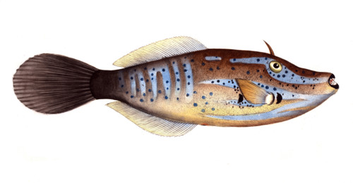 Fish