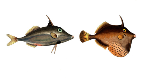 Fish