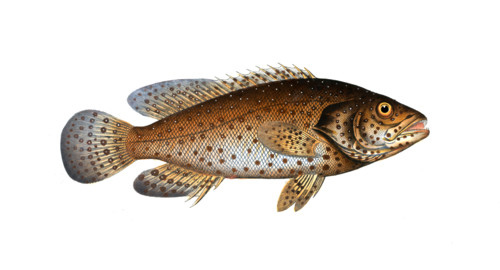 Fish