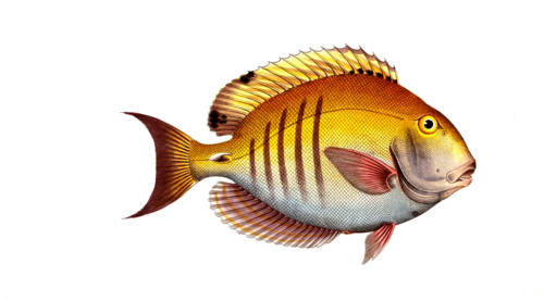 Fish