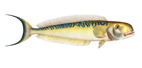 Fish