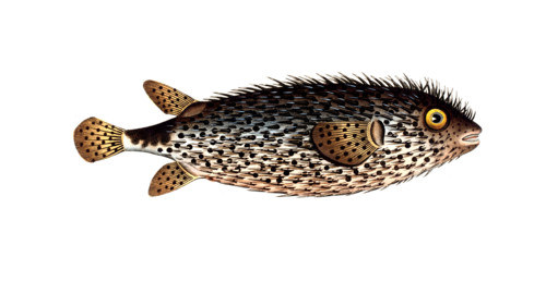 Fish