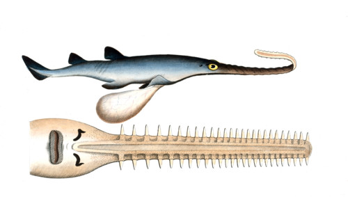 Fish