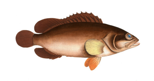 Fish