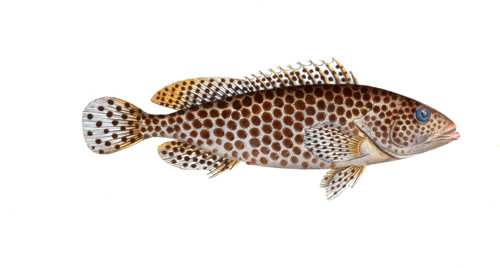Fish