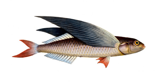 Fish