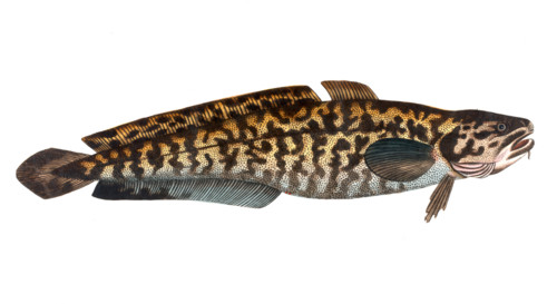 Fish