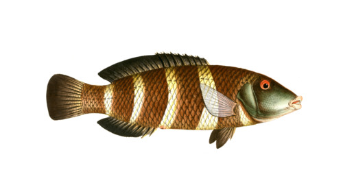 Fish